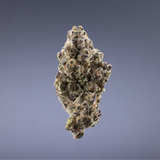 BLACK DOLPHIN- INDICA STRAIN (EXOTIC)
